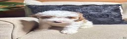 Cavapoo dogs for sale: Halo - Ad 3