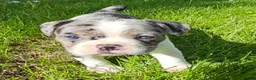 Mixed Breed dogs for sale: Mini Merle Girl - Ad 6