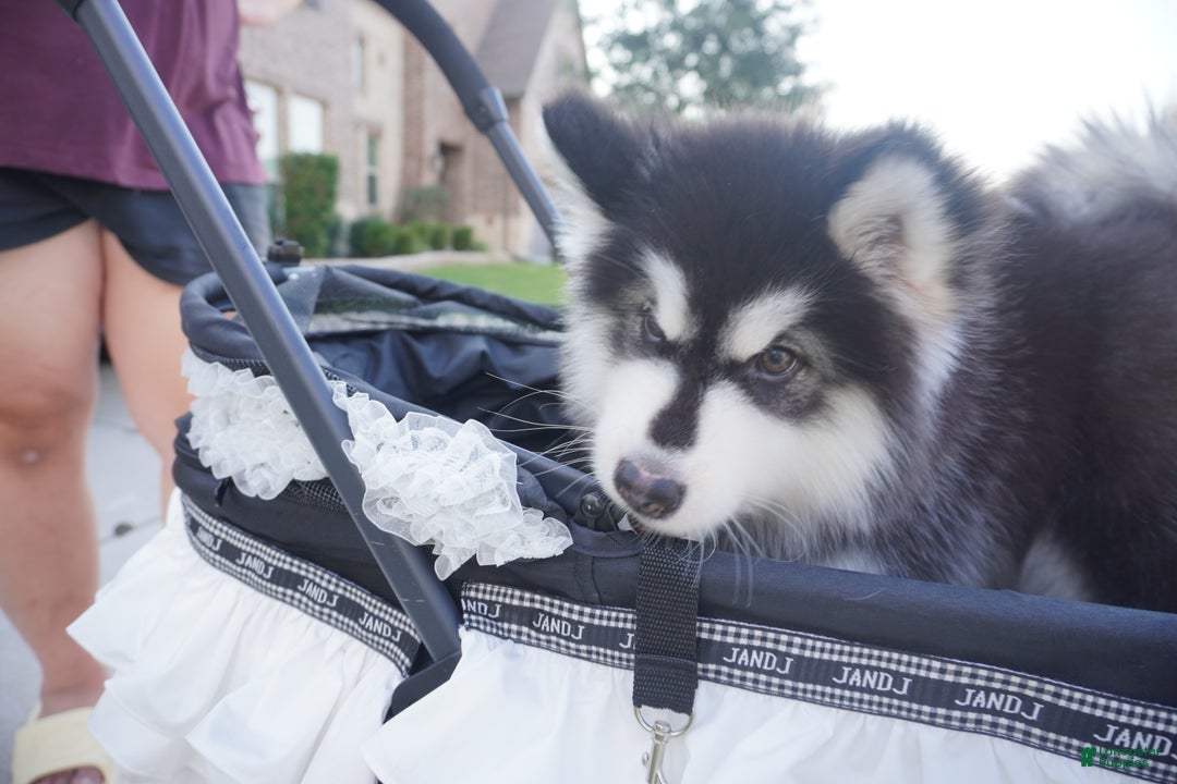 Alaskan Malamute dogs for sale: Xiao Zi - Ad 21