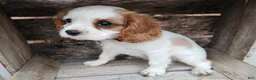 Cavalier King Charles Spaniel dogs for sale: MilkyWay - Ad 5
