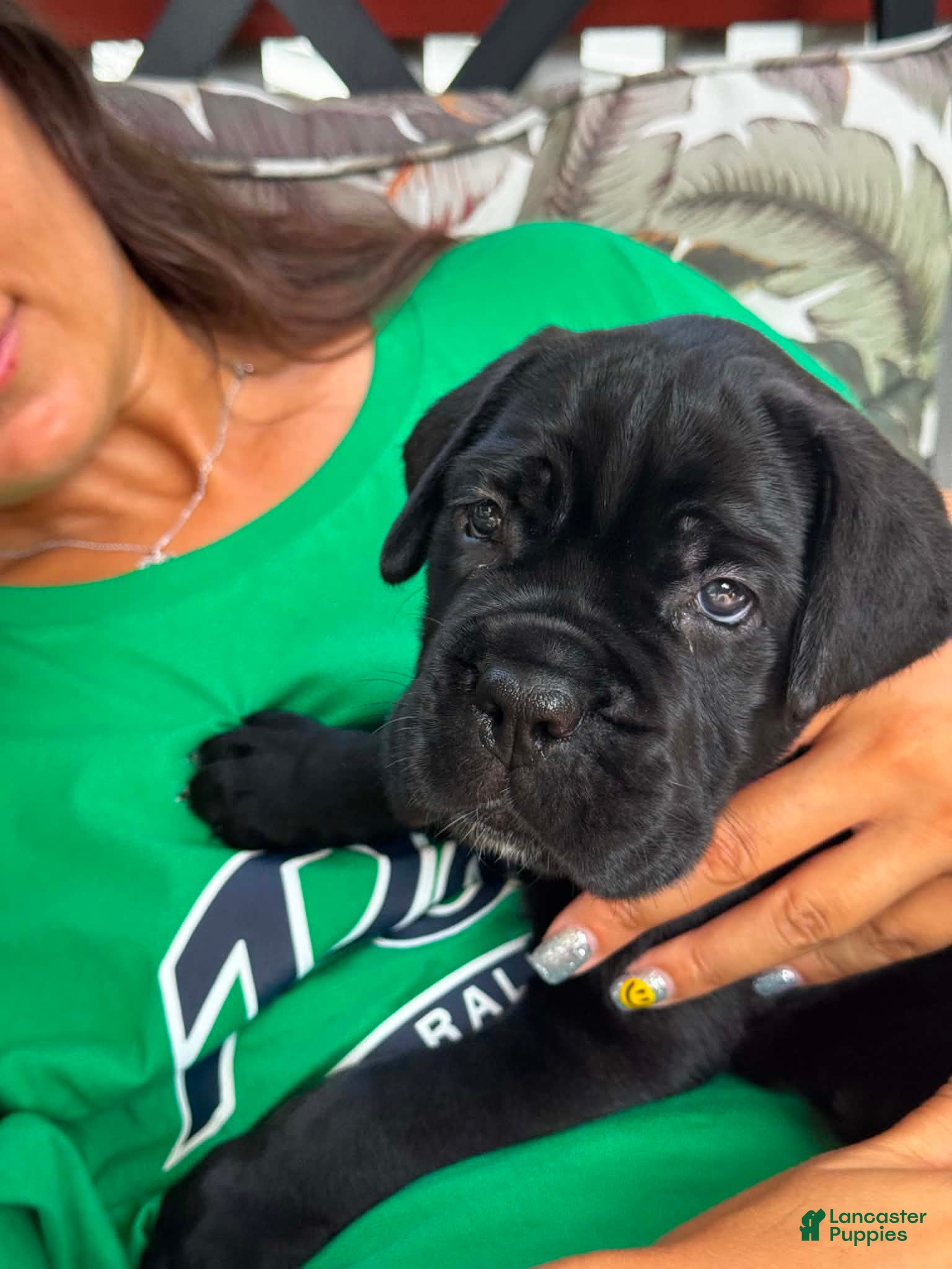 Cane Corso dogs BRUNO - Ad 2