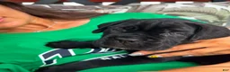 Cane Corso dogs for sale: BRUNO - Ad 2