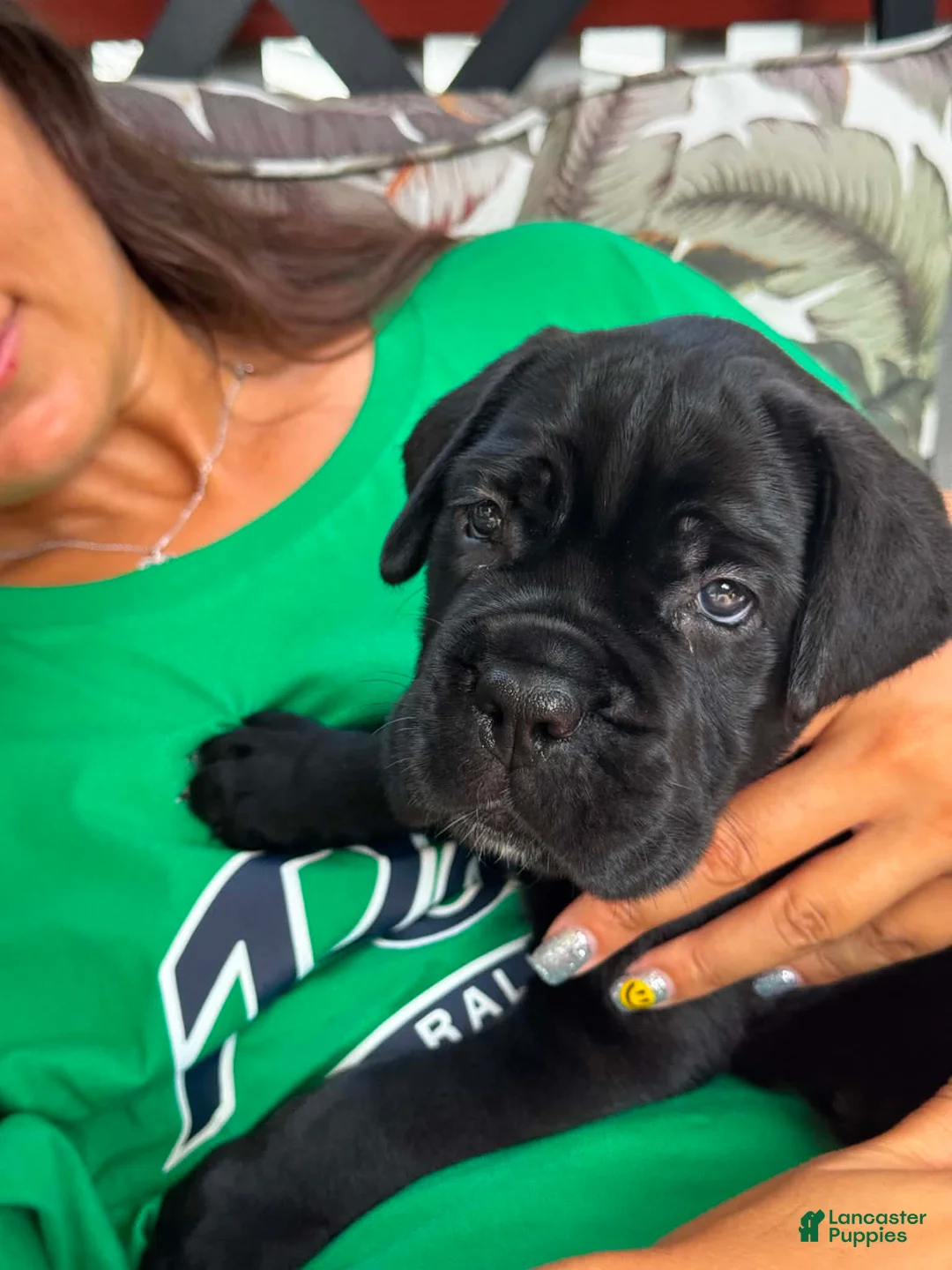 Cane Corso dogs for sale: BRUNO - Ad 2