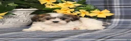 Teddy Bear dogs for sale: Opal - Ad 4