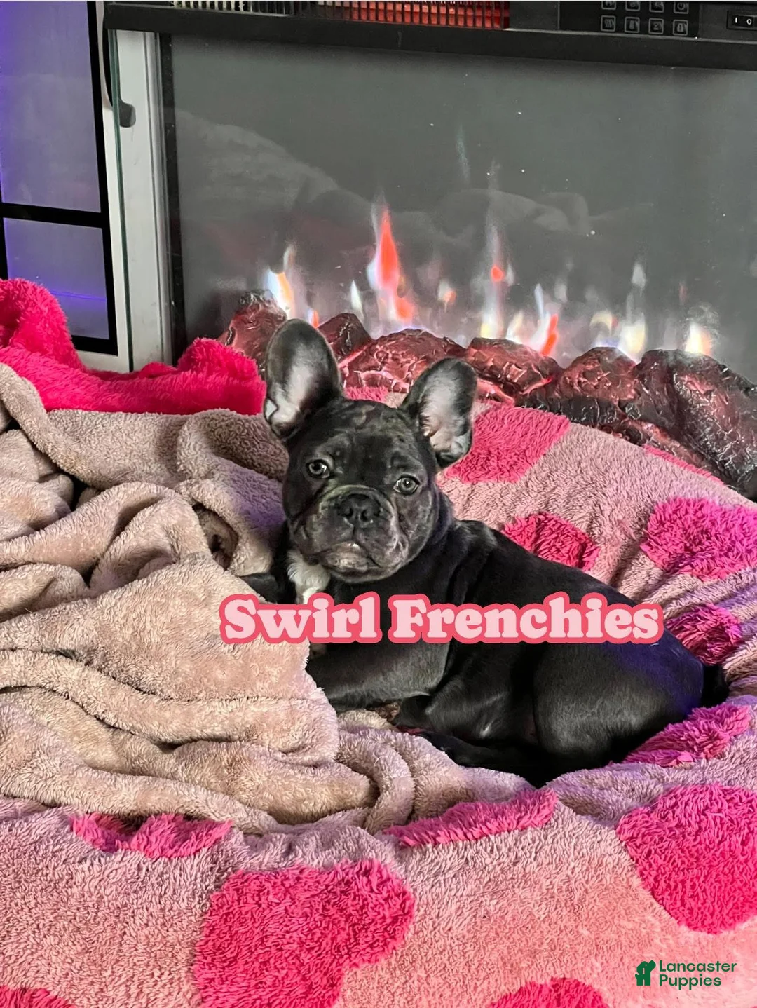 French Bulldog dogs for sale: MISO - Ad 2