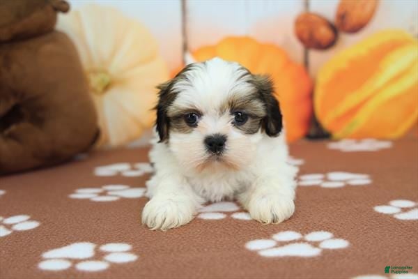 Shih Tzu dogs for sale: Shih Tzu 1 - Ad 26
