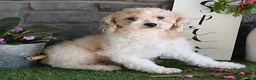 Maltipoo dogs for sale: Ricky - Ad 6