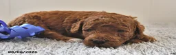 Mini Goldendoodle dogs for sale: Winston - Ad 14