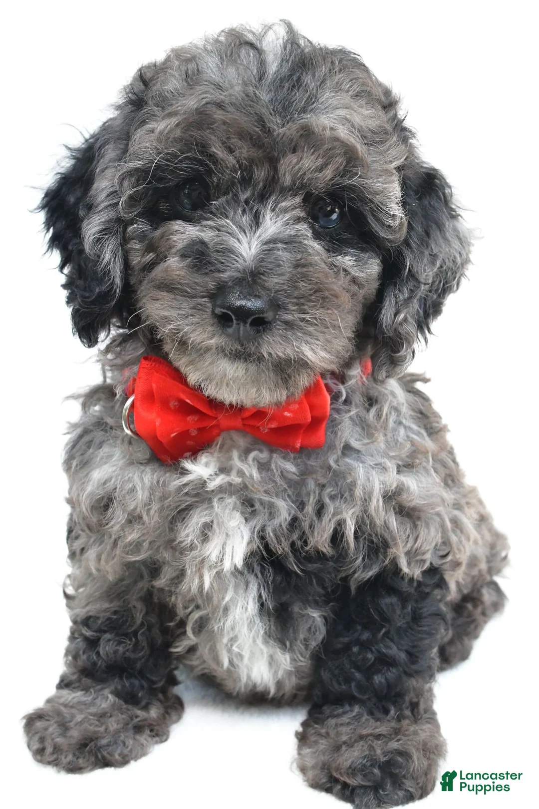 Cockapoo dogs for sale: Theodore - Ad 2