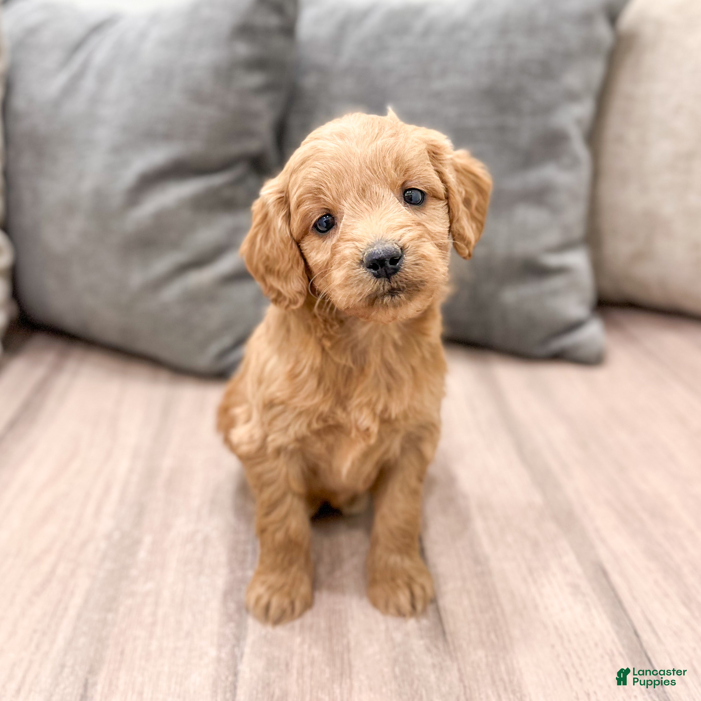 Mini Goldendoodle dogs Phoebe - Ad 2