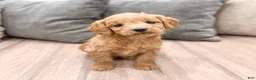 Mini Goldendoodle dogs for sale: Phoebe - Ad 2