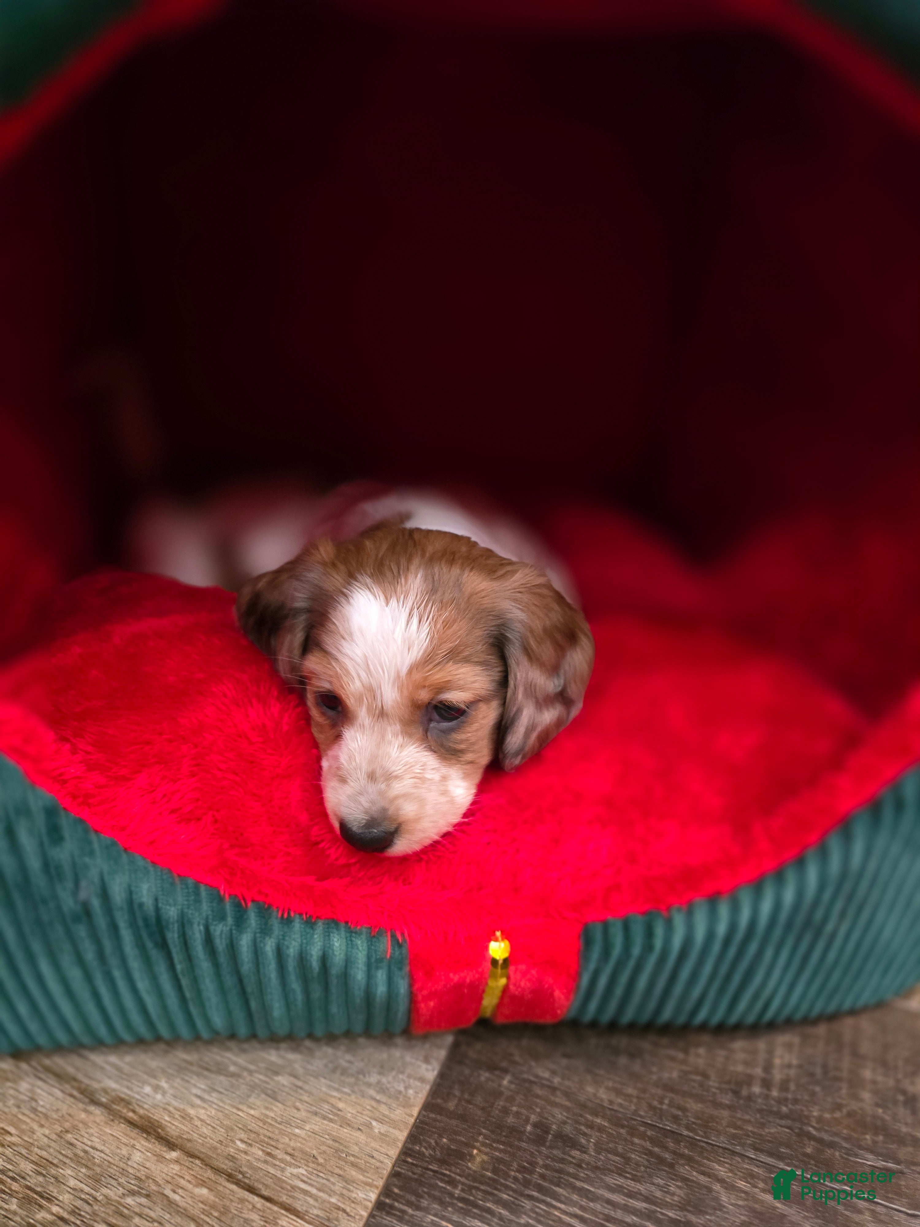 Miniature Dachshund dogs FeeFee - Ad 29