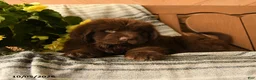 Newfoundland dogs for sale: Mocha - Ad 2