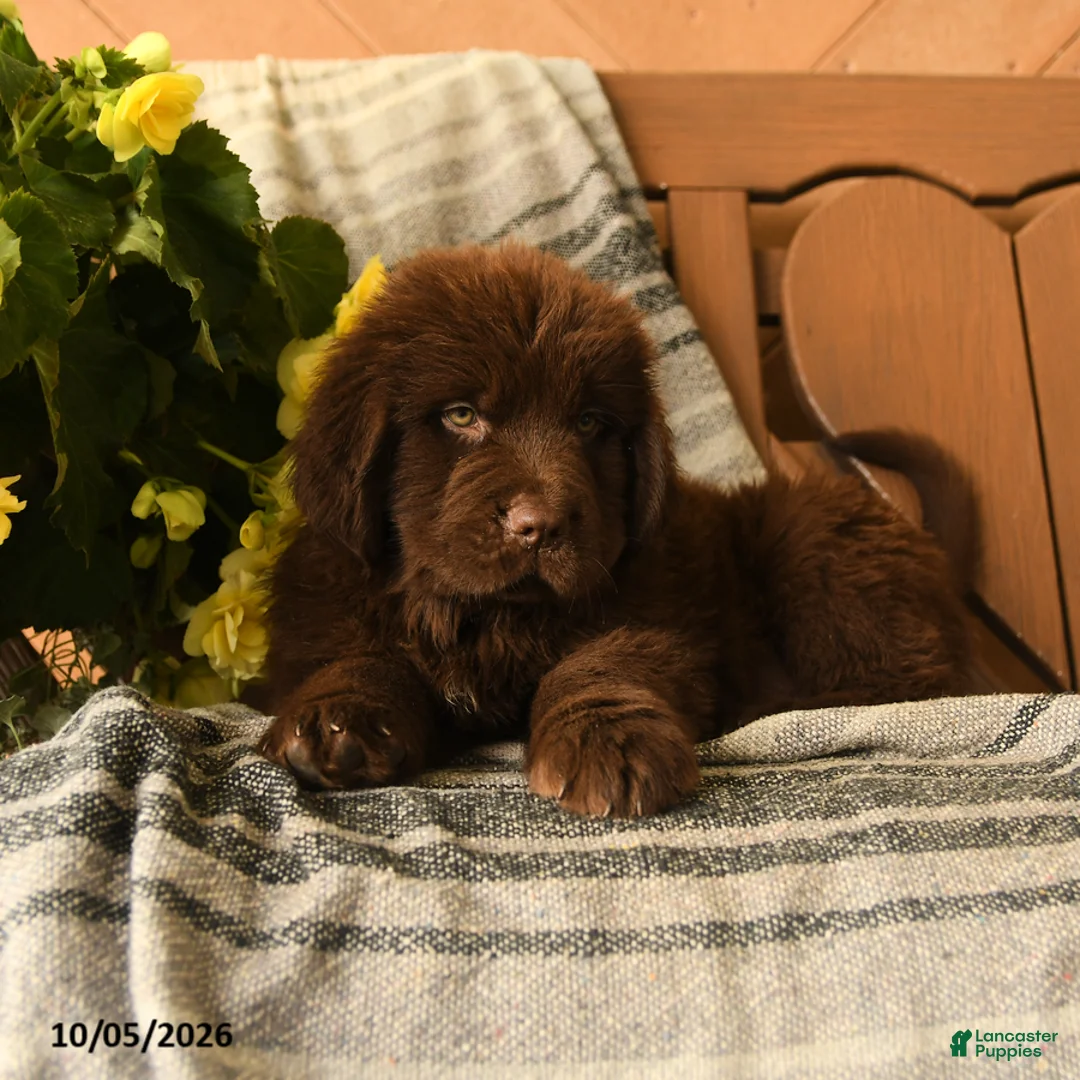 Newfoundland dogs for sale: Mocha - Ad 2