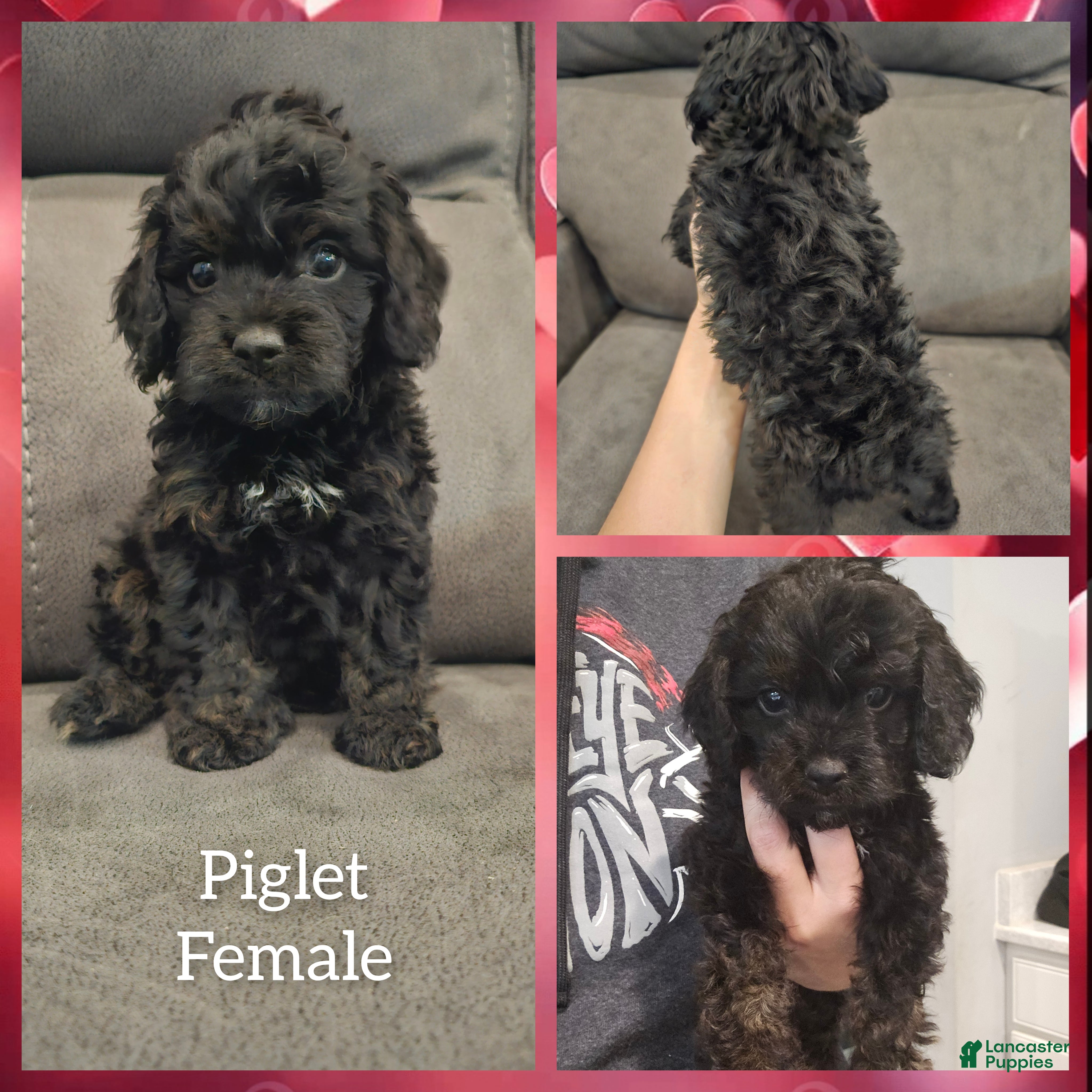 Cockapoo dogs Piglet - Ad 5