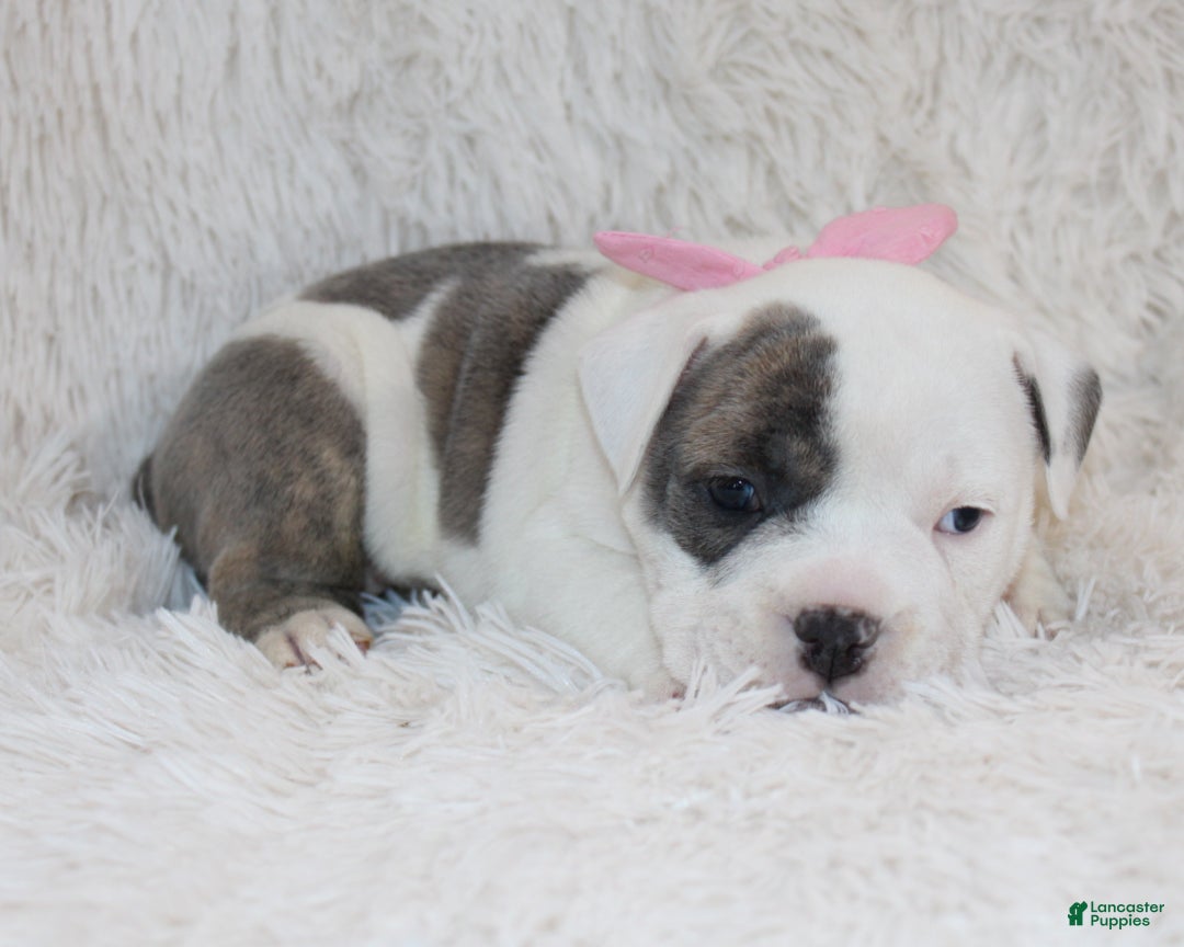 English Bulldog dogs for sale: Roza - Ad 3