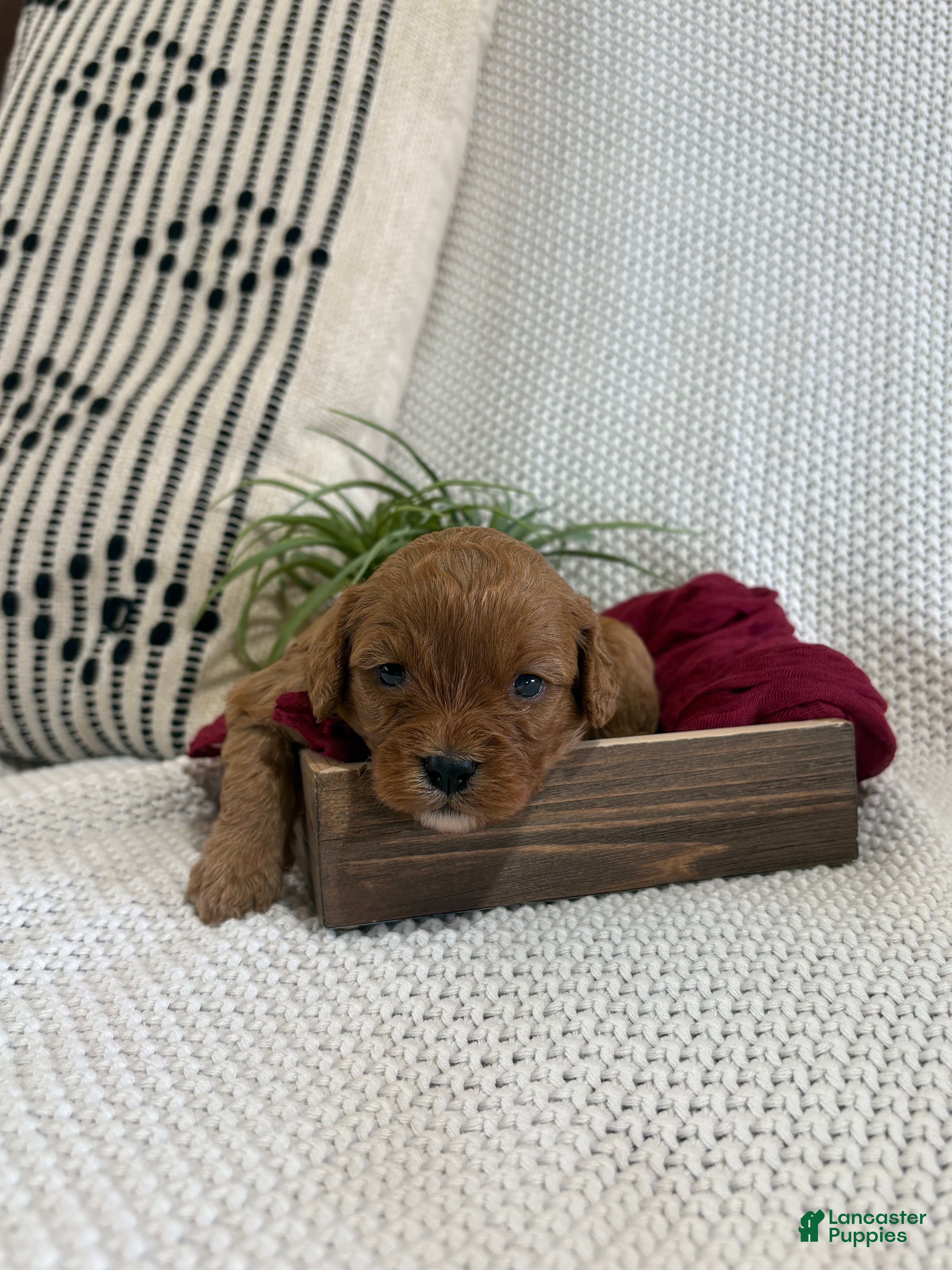 Cavapoo dogs Pixie - Ad 1