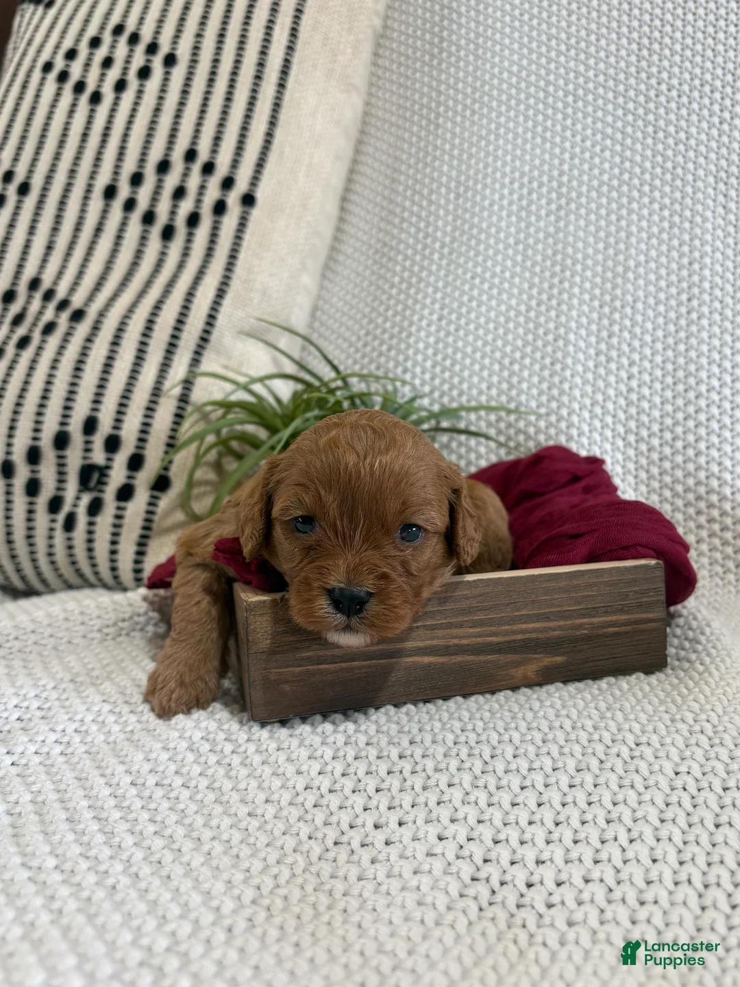 Cavapoo dogs for sale: Pixie - Ad 1
