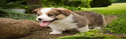 Welsh Corgi Pembroke dogs for sale: Buzz - Ad 10