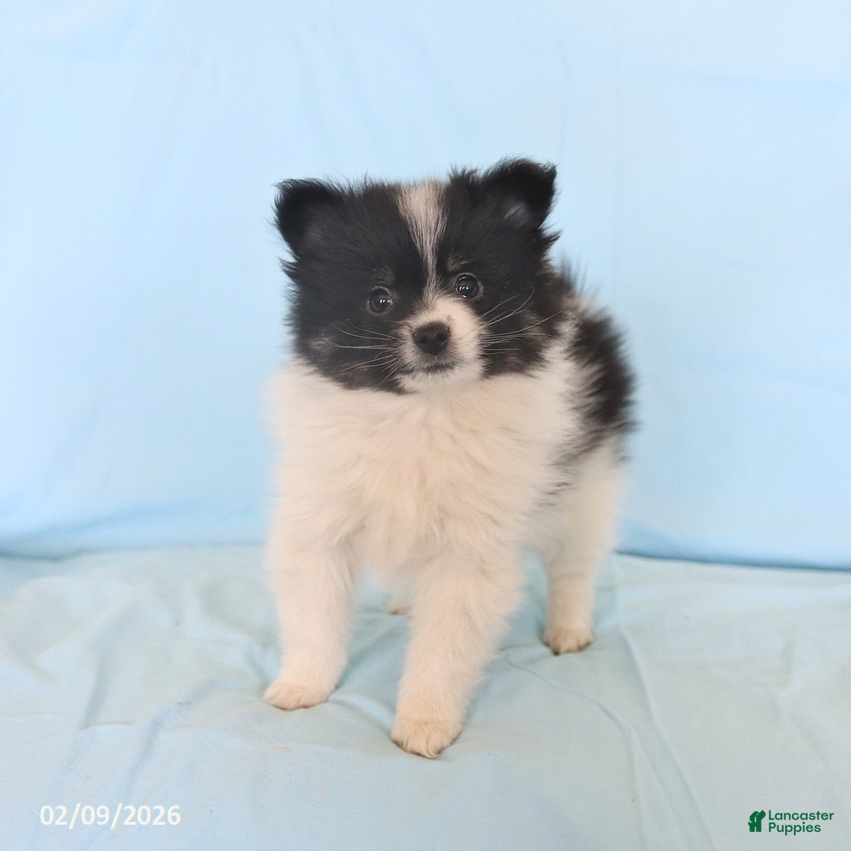 Pomeranian dogs Lincoln - Ad 5