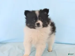 Pomeranian dogs Lincoln - Ad 5