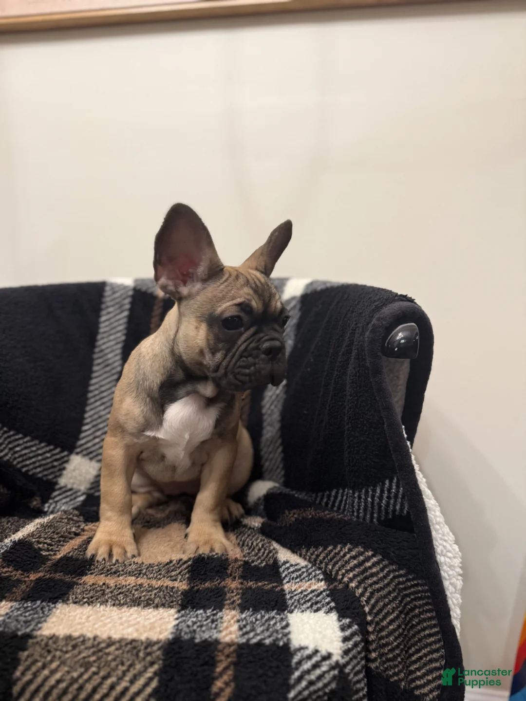 French Bulldog dogs for sale: Bethany  - Ad 2