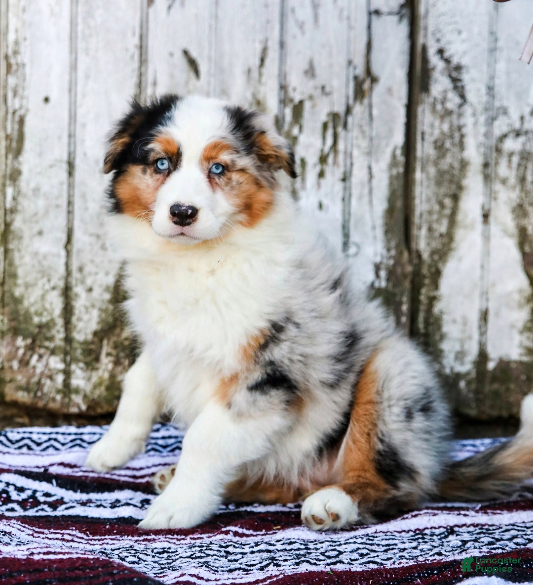 Australian Shepherd dogs Margaret - Ad 1