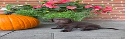 Labrador Retriever dogs for sale: Max - Ad 3