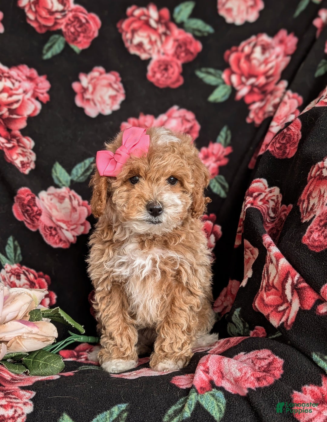 Cavapoo dogs for sale: Alyssa 10 lbs Full Grown - Ad 5