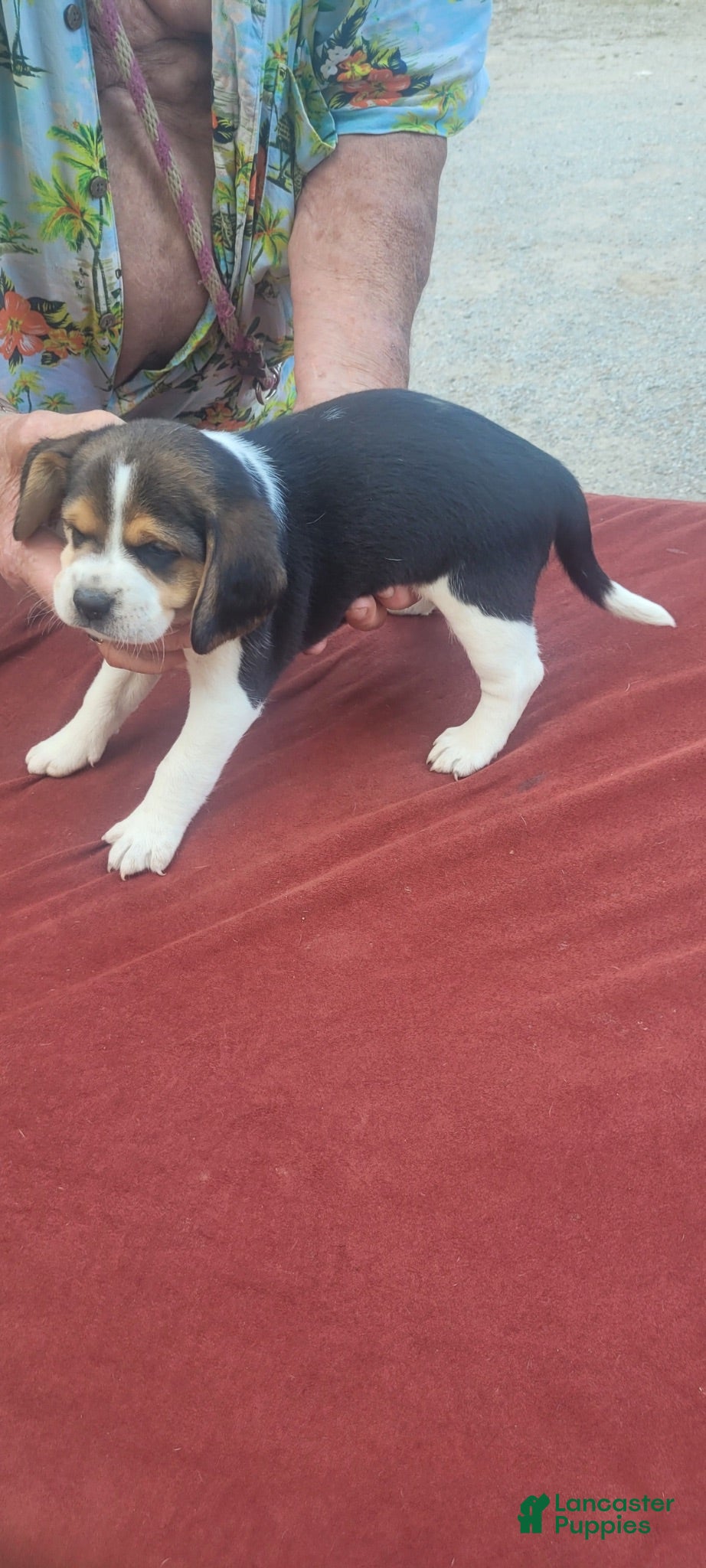 Beagle dogs AKC Tia - Ad 11