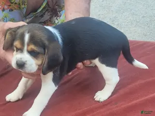 Beagle dogs AKC Tia - Ad 11