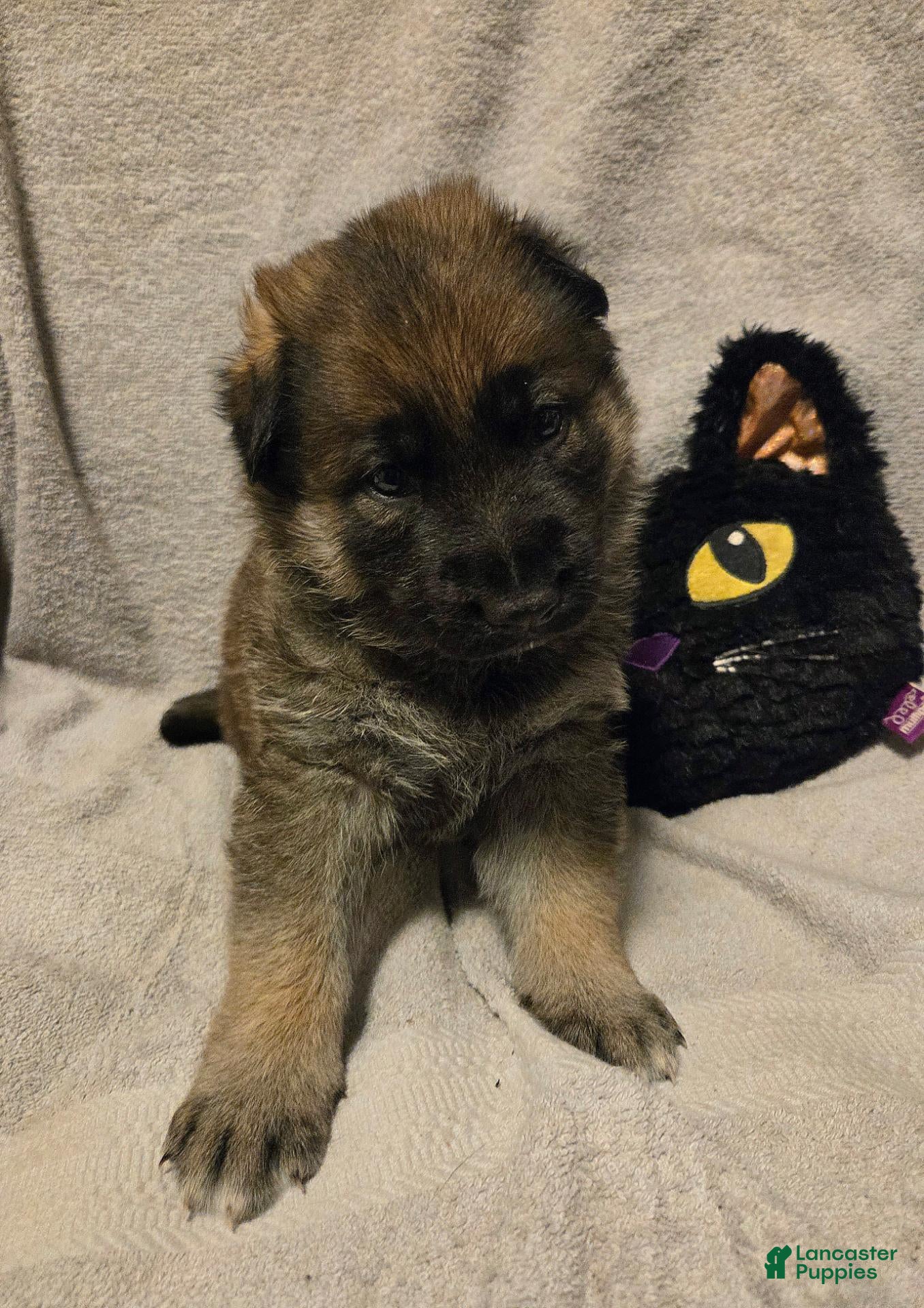 German Shepherd dogs Dean - Ad 1