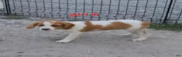 Brittany Spaniel dogs for sale: AKC/UKC French Brittany Annie's Girl 6 - Ad 5