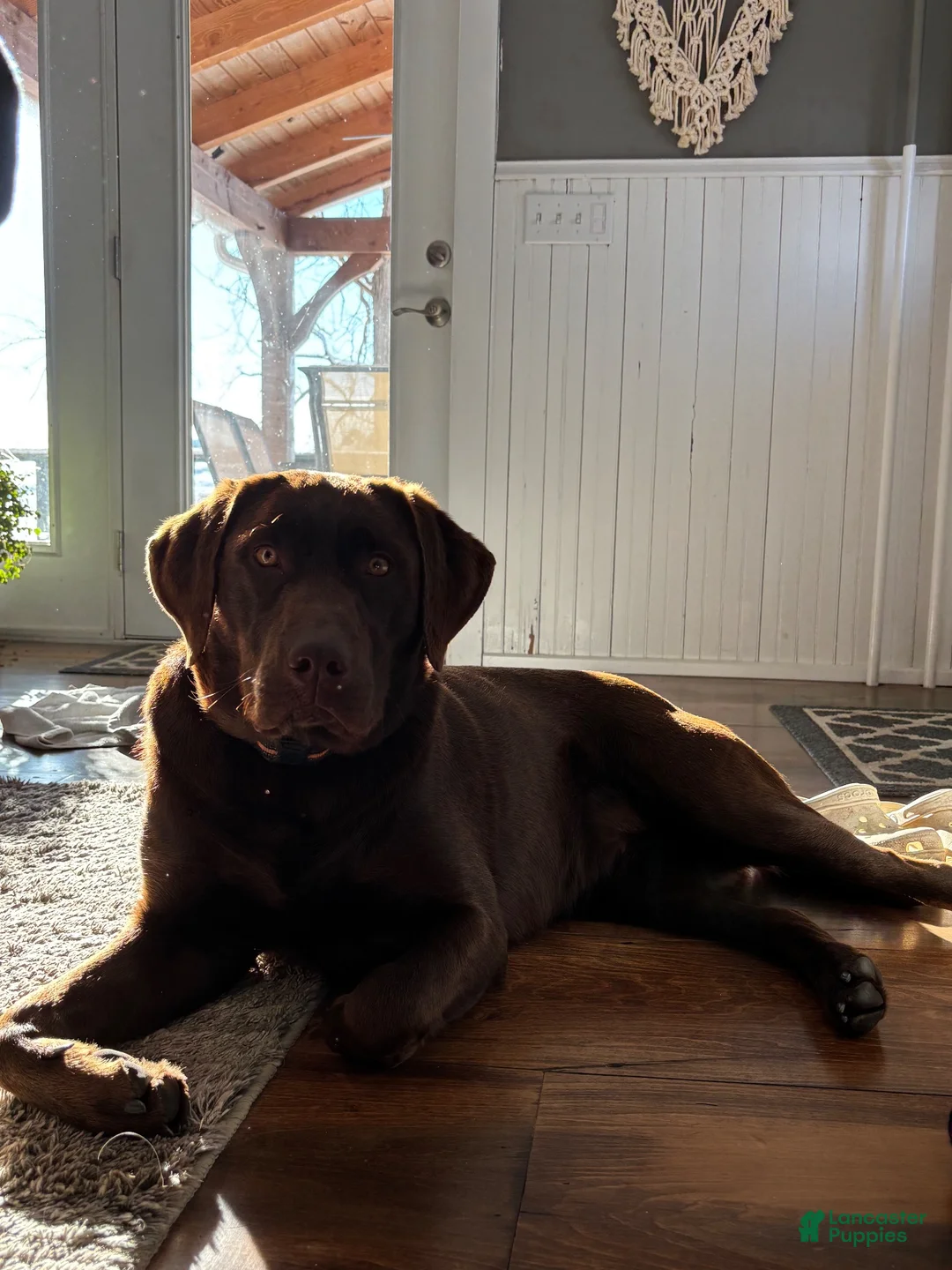 Labrador Retriever dogs for sale: Maverick - Ad 5