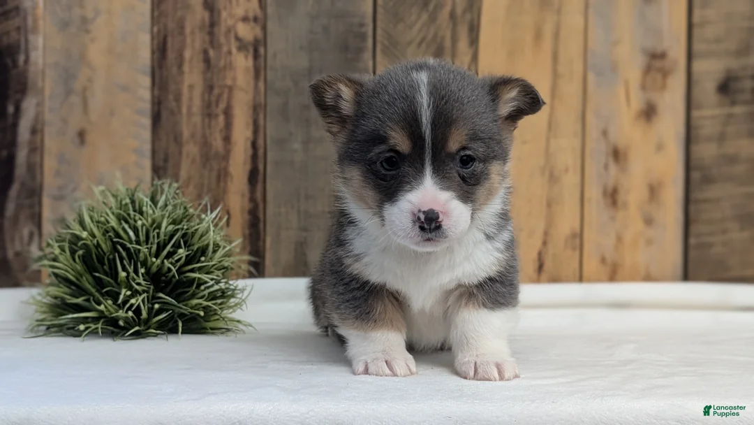 Welsh Corgi Pembroke dogs for sale: Flint - Ad 7