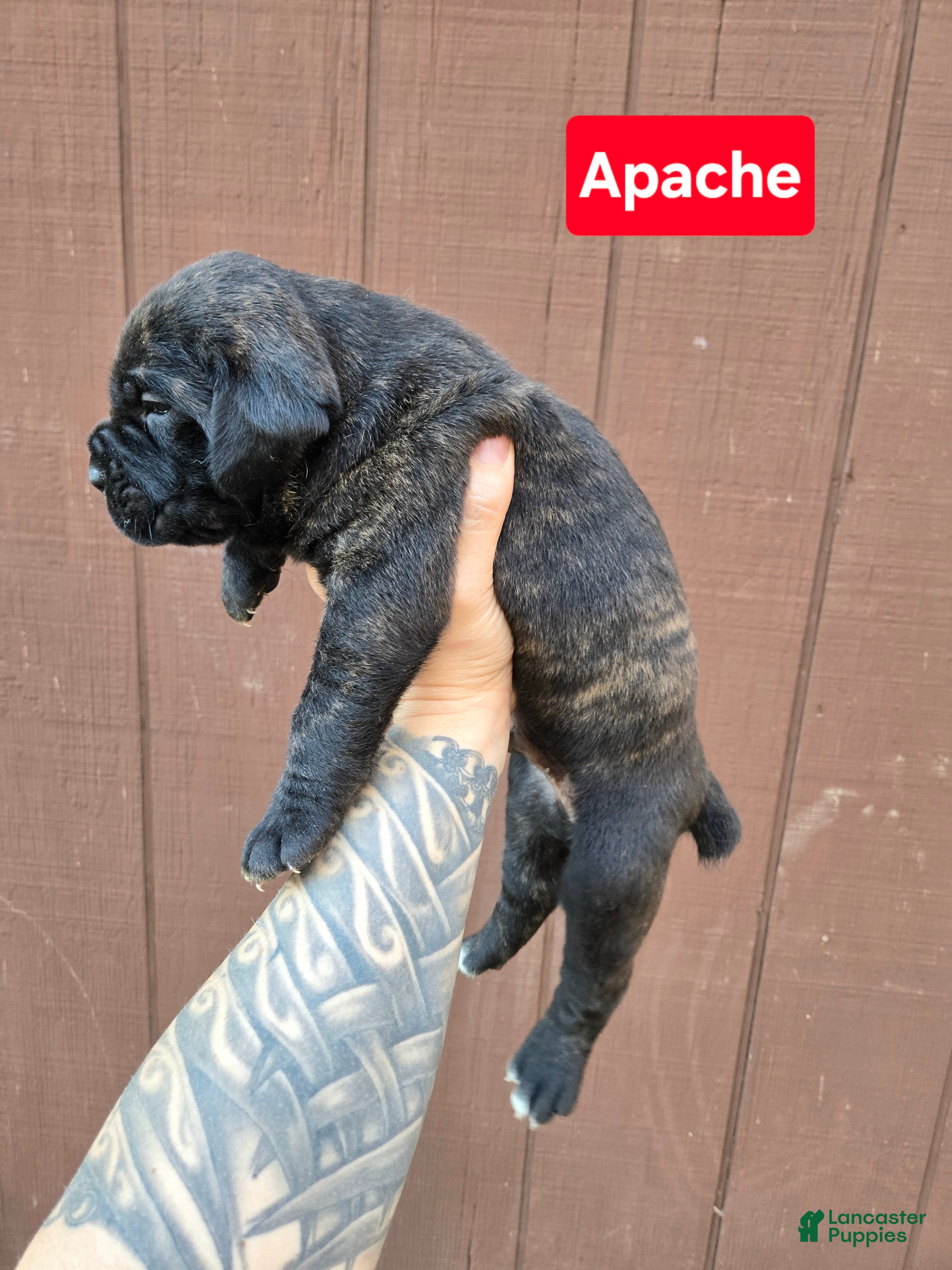 Cane Corso dogs for sale: Apache  - Ad 4