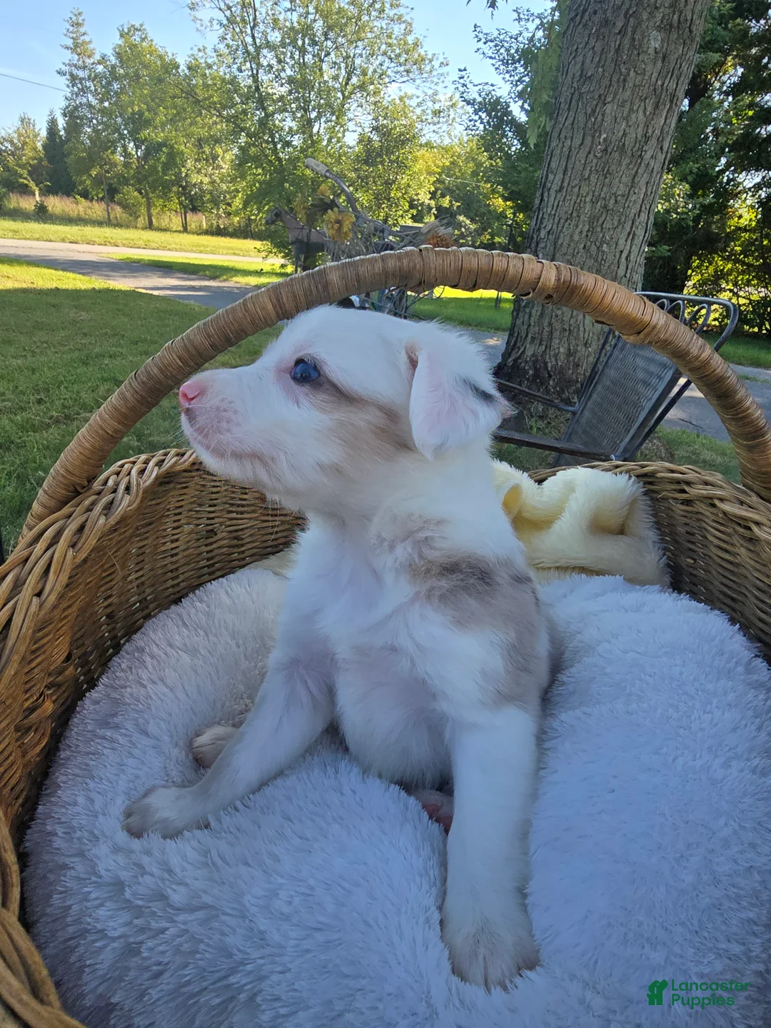 Miniature Australian Shepherd dogs for sale: Miniature Australian Shepherd 5 - Ad 1
