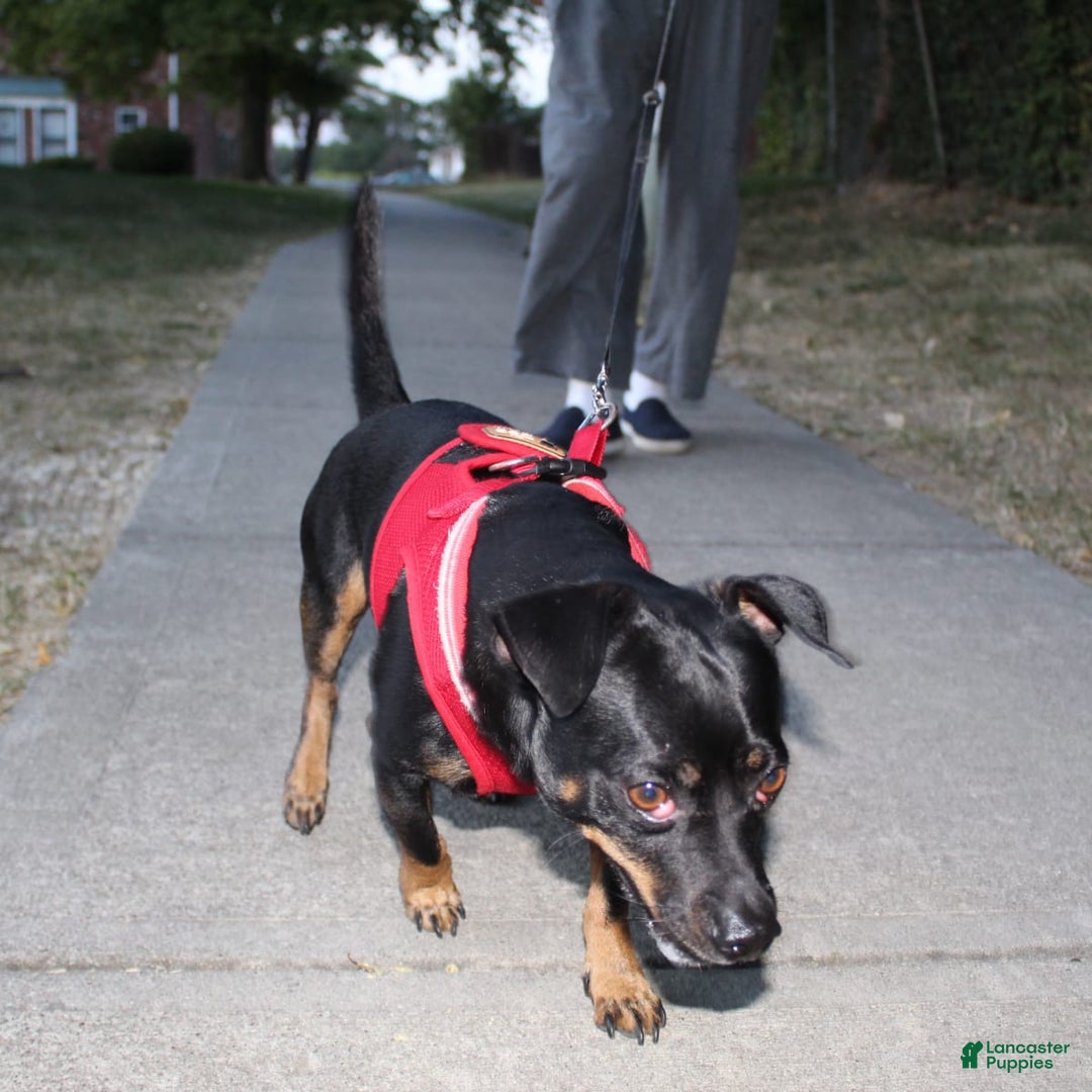 Gallery Image {{count}}