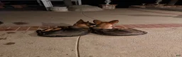 German Shepherd dogs for sale: Rose - Ad 5