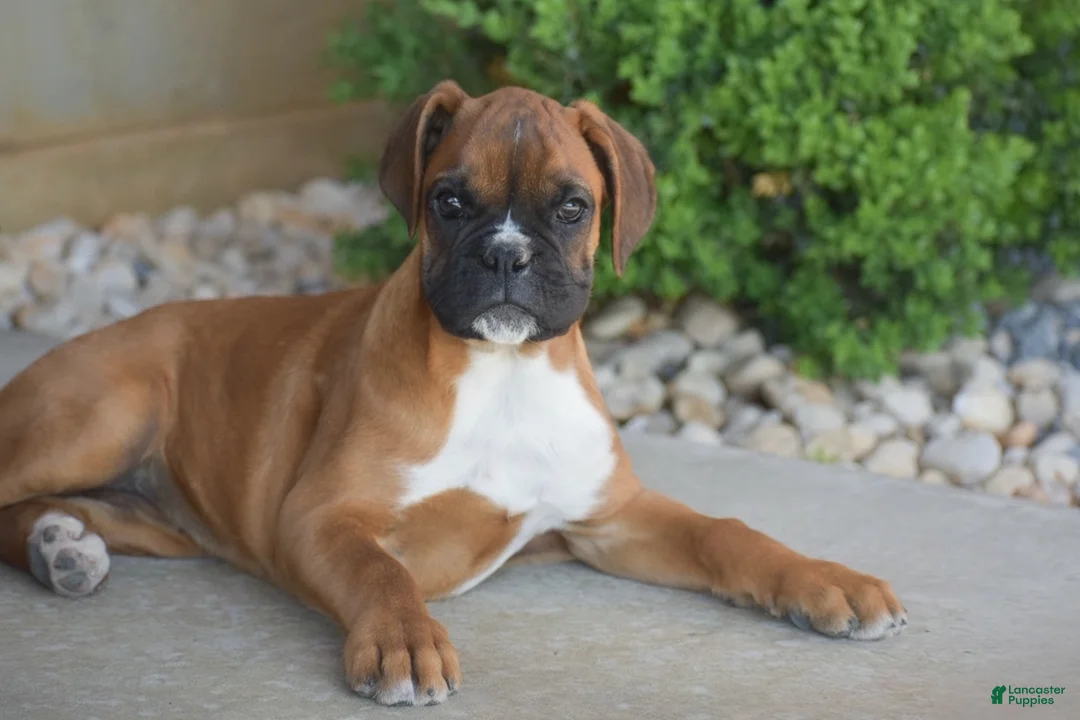 Boxer dogs for sale: Gigi - Ad 2