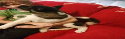Akita dogs for sale: AKC Akita Puppy - Starlight - Ad 5