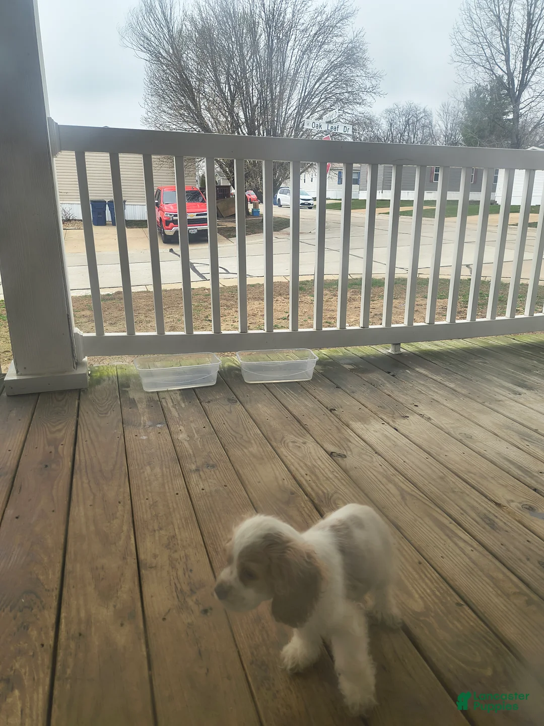 Cocker Spaniel dogs for sale: Cocker Spaniel Puppy 2 - Ad 1