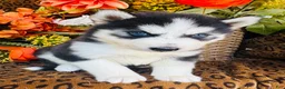 Siberian Husky dogs for sale: Siberian Husky 2 - Ad 8