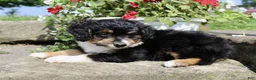 Mini Aussiedoodle dogs for sale: Lucy - Ad 6