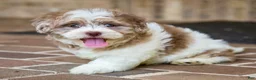 Shihpoo dogs for sale: Bennett - Ad 14