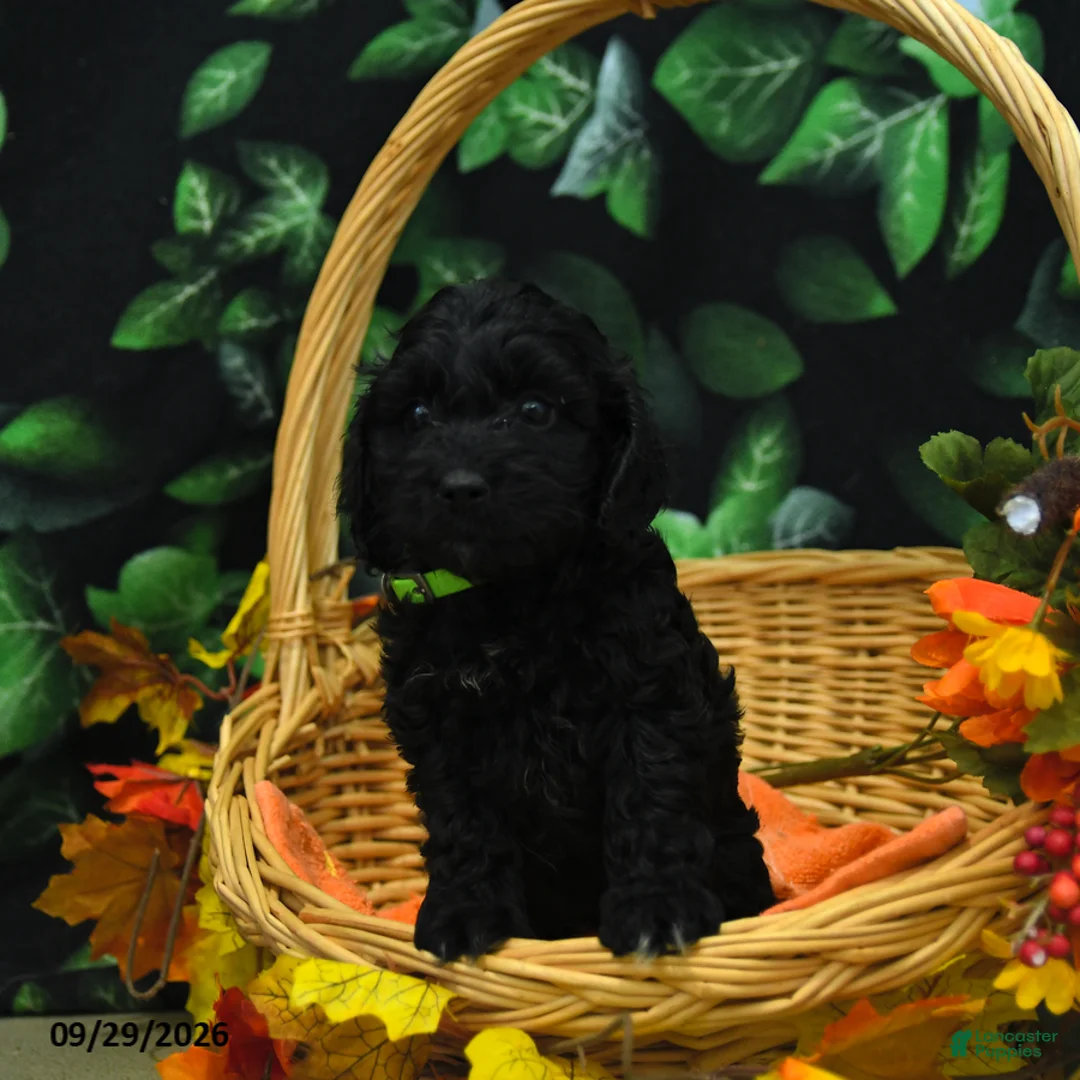 Cockapoo dogs for sale: Smores  - Ad 2