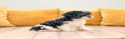 Havanese dogs for sale: Kate - Ad 5