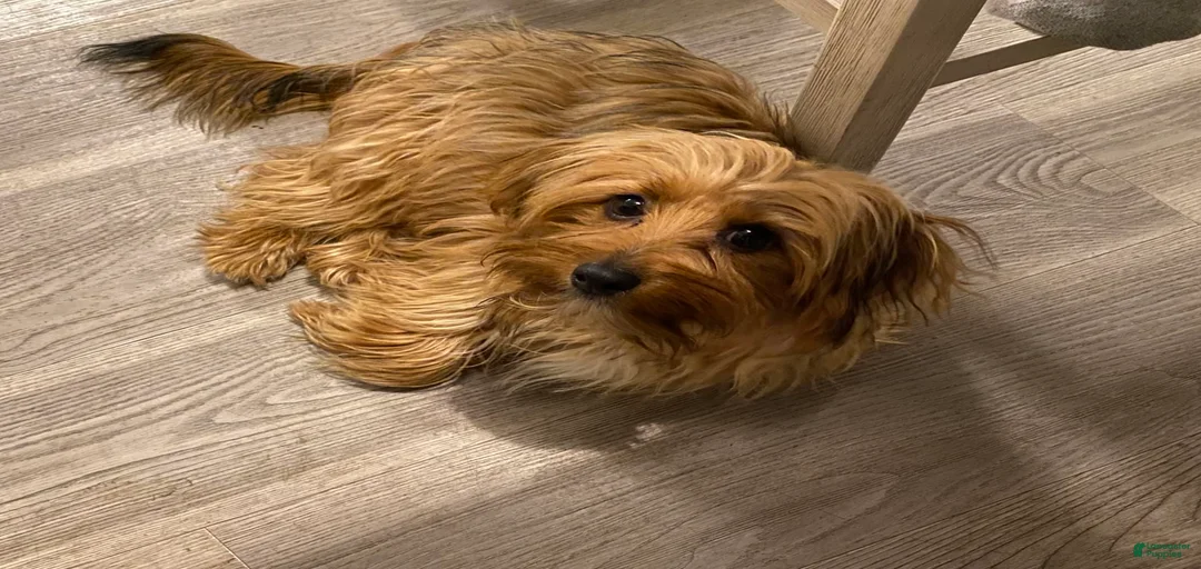 Gallery Image {{count}}