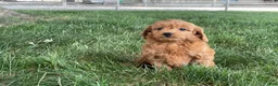 Mini Goldendoodle dogs for sale: Molly Mini Goldendoodle  - Ad 6