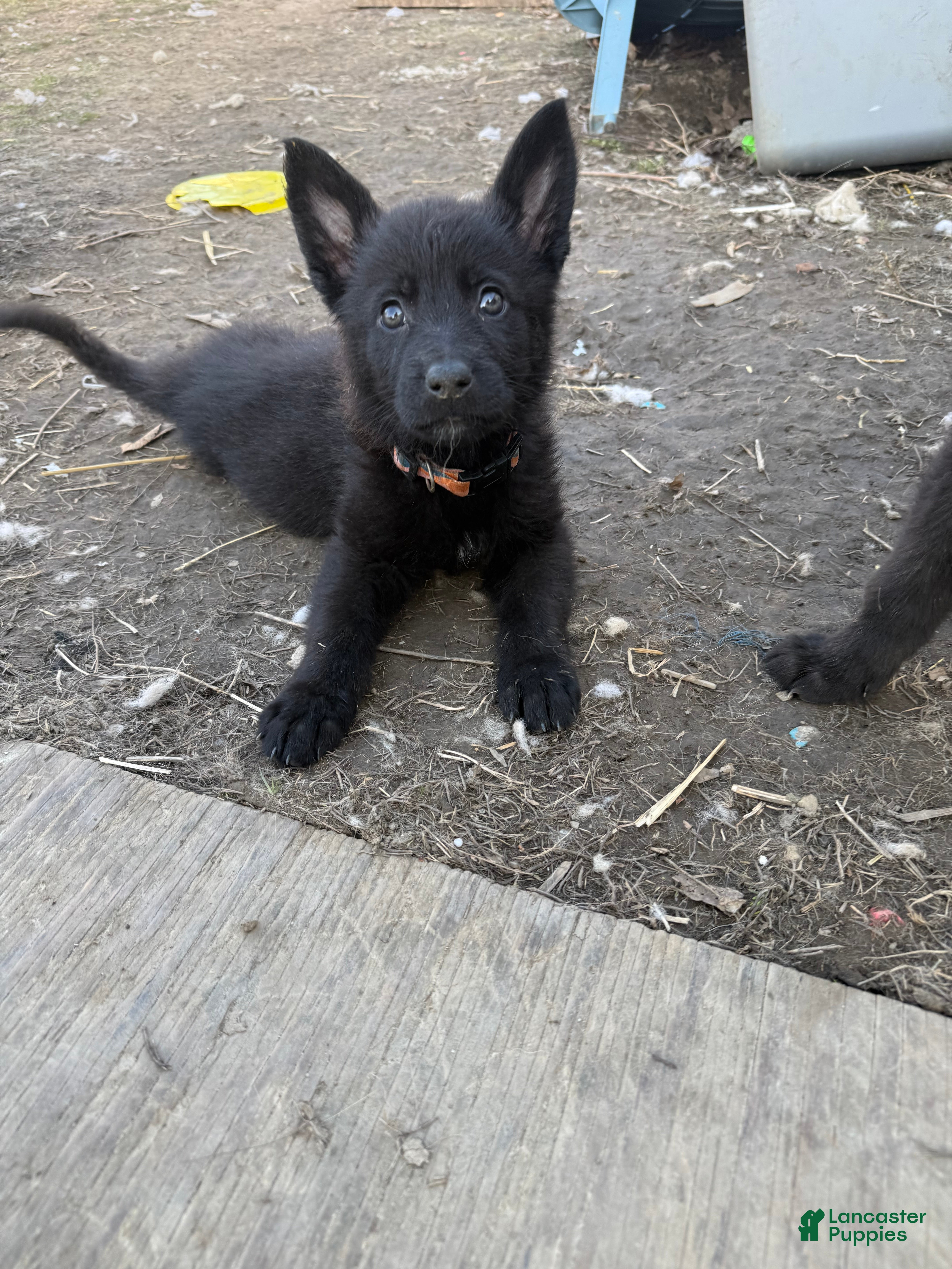 German Shepherd dogs German Shepherd Puppy 2 - Ad 33